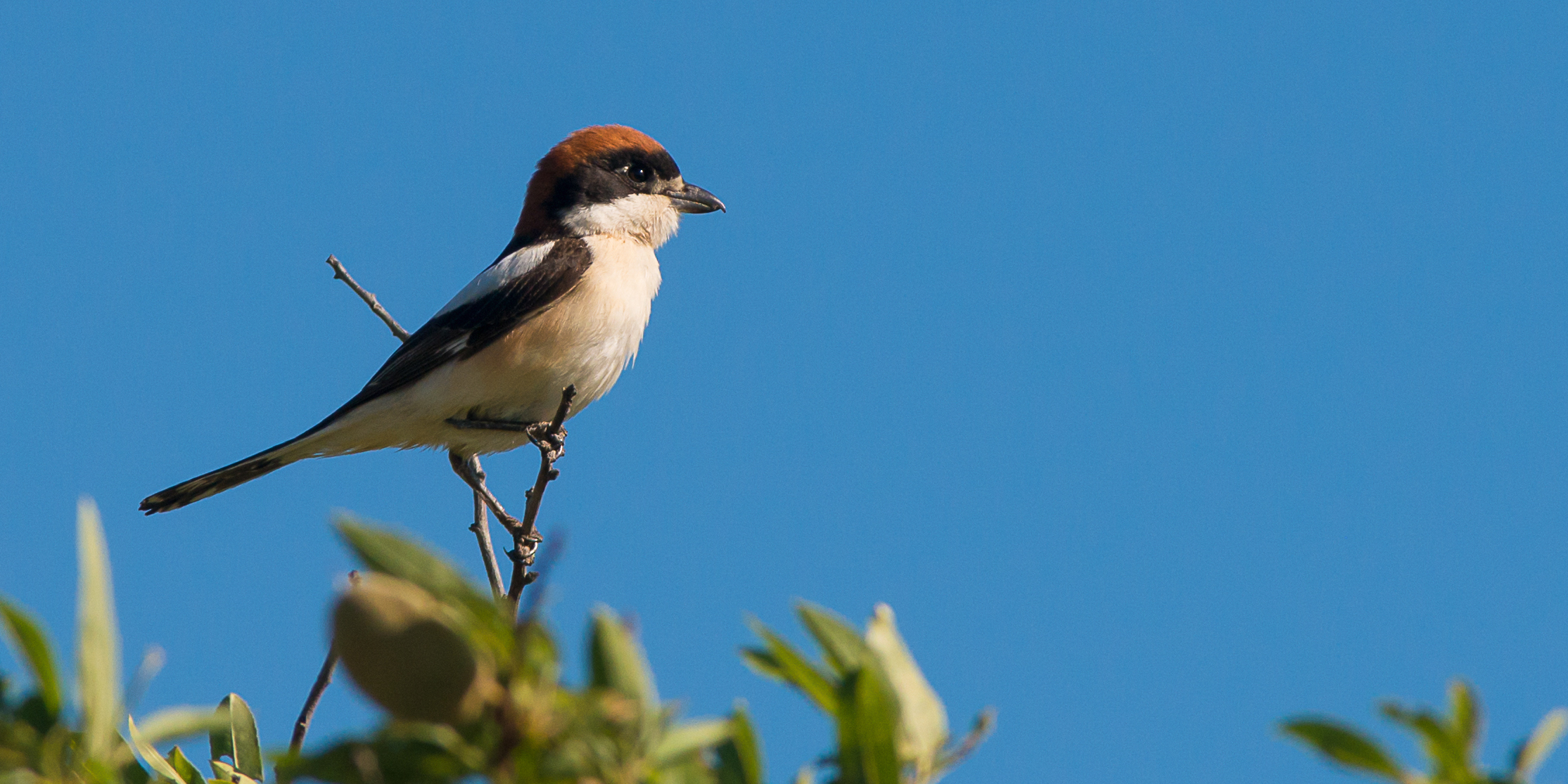 Pie-grieche à tête rousse __ Michel Fernandez